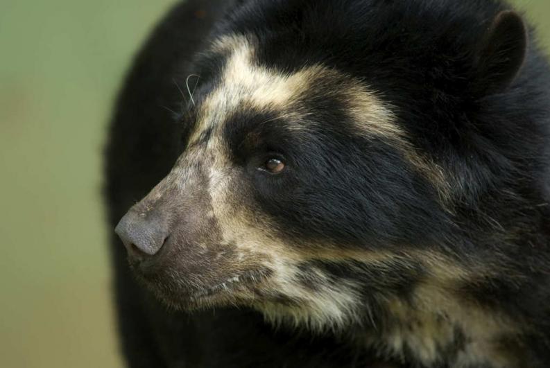 El Oso Frontino, animal en peligro de extinción