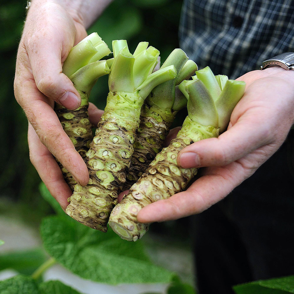 El Wasabi y sus distintas formas de cultivo