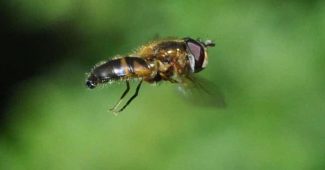 animales aéreos pequeños