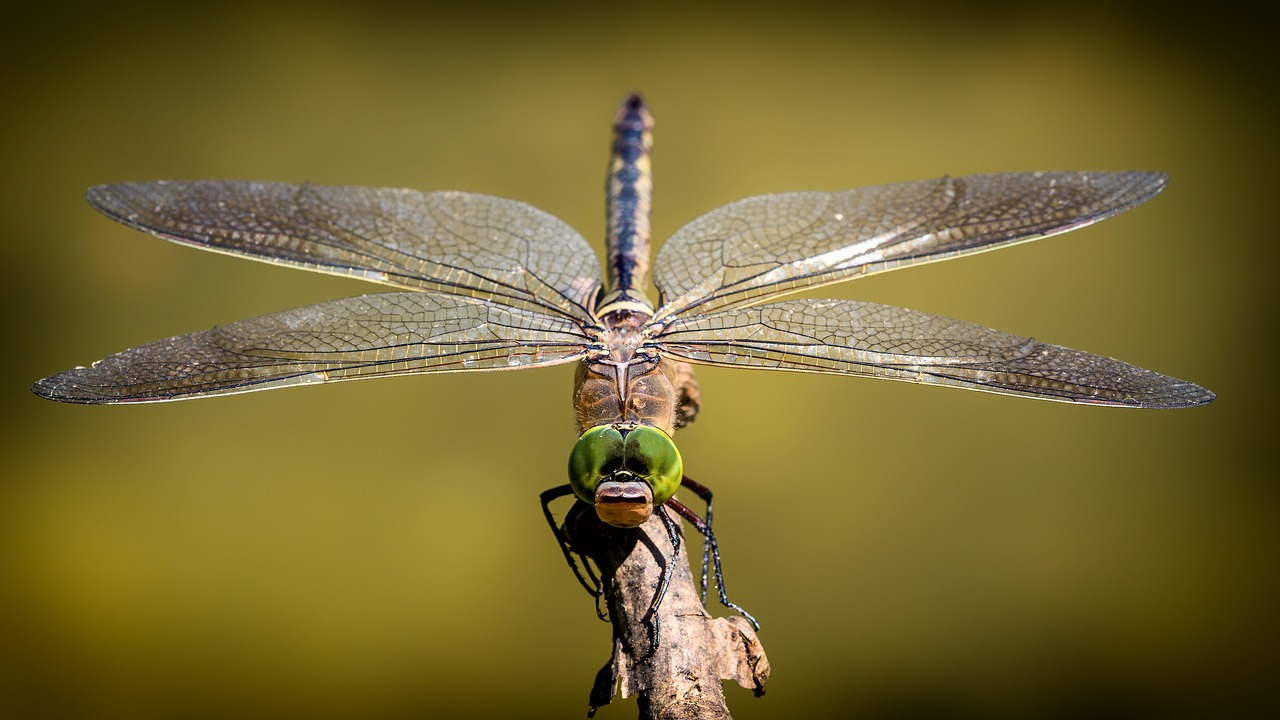 libélula insecto animal aéreo