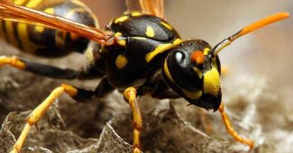 Consejos para alejar a las avispas