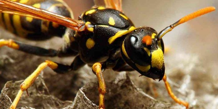 Consejos para alejar a las avispas