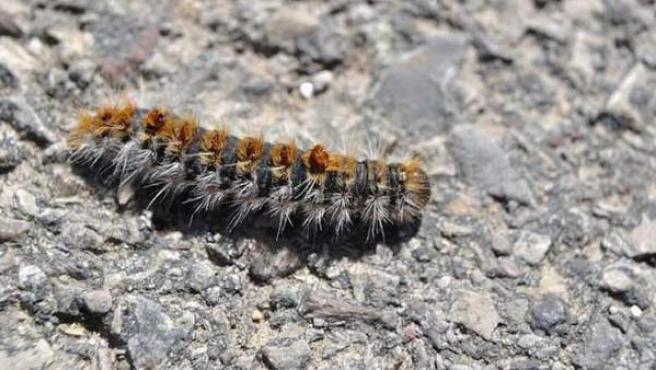Procesionaria oruga