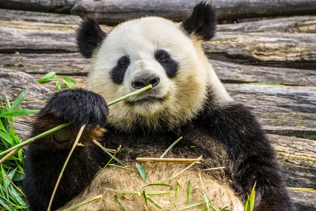 Alimentación de los Animales