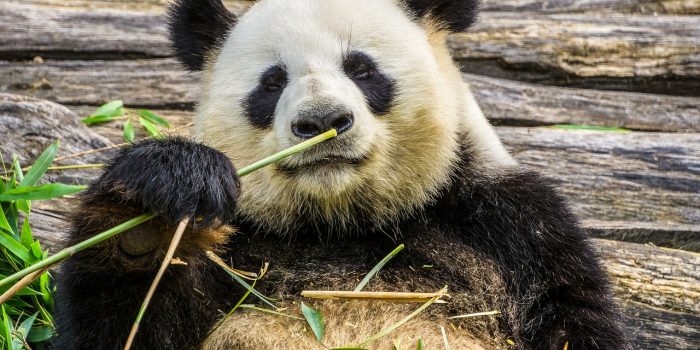 Alimentación de los Animales